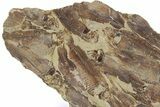 Fossil Fish (Gosiutichthys) Mortality Plate - Wyoming #357156-1